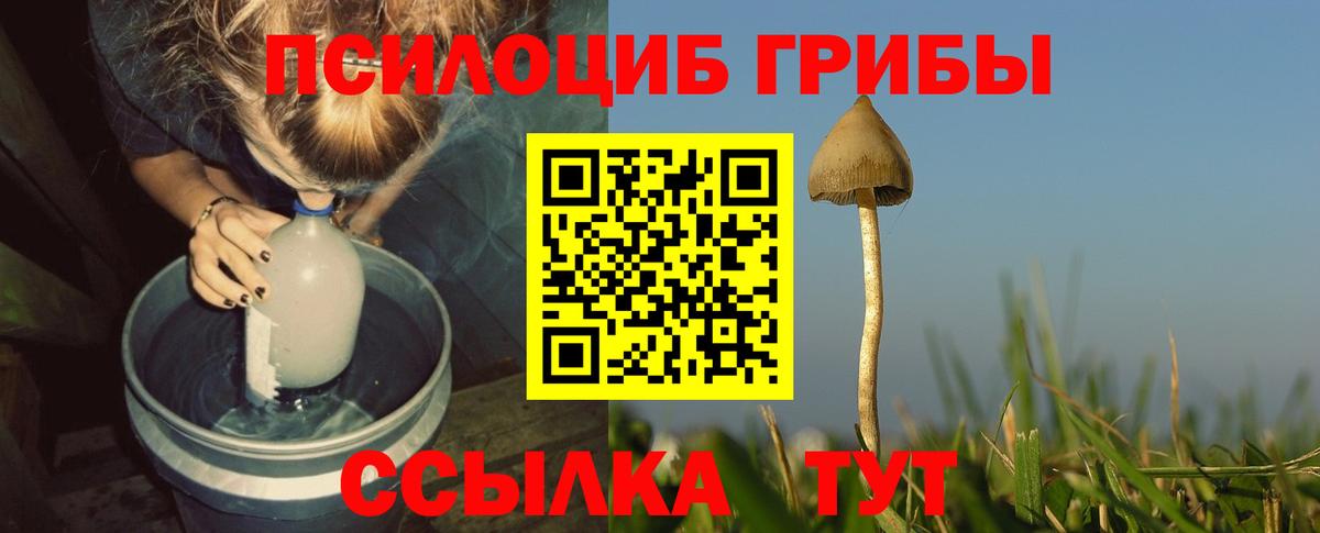 где купить наркоту  Вход с VPN  Рославль  Галлюциногенные грибы Psilocybe 